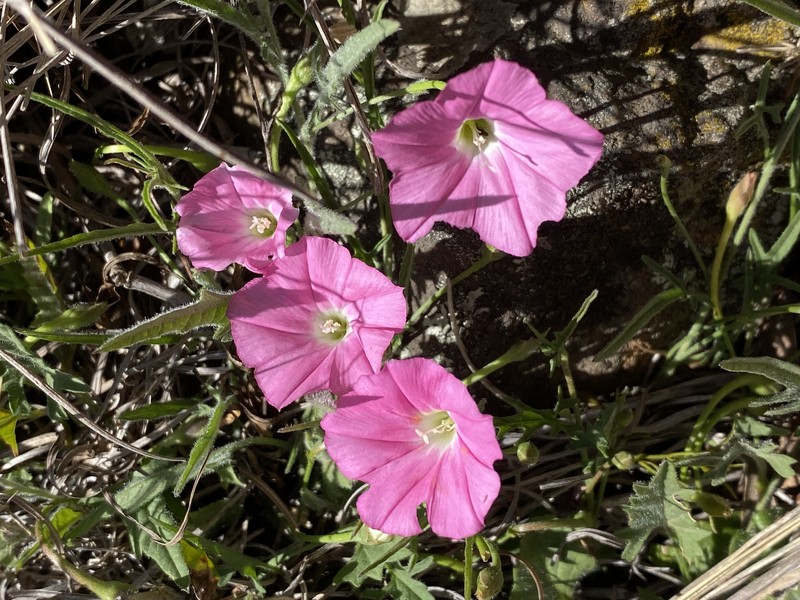 Pinkflower Bindweed photo 4