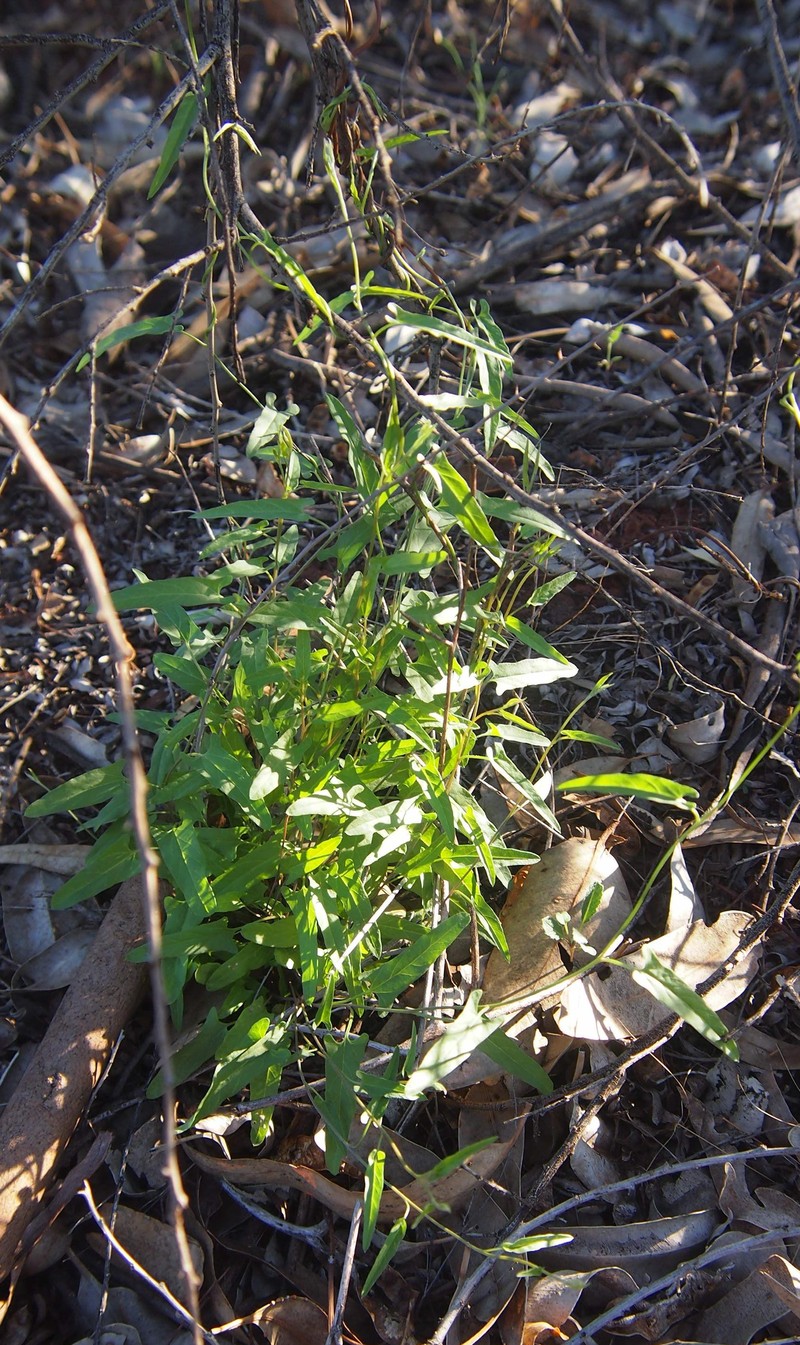 Pinkflower Bindweed photo 5