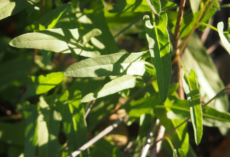 Pinkflower Bindweed photo 2