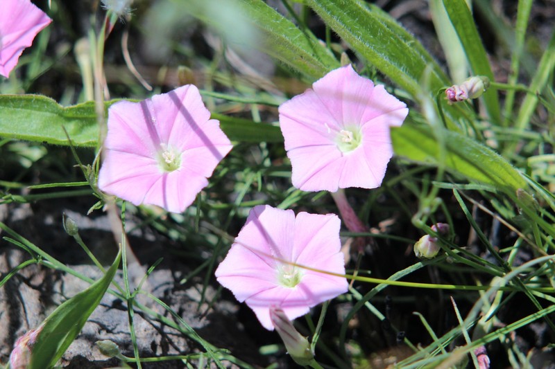 Pinkflower Bindweed photo 3
