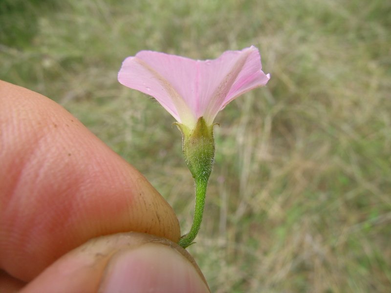 Pinkflower Bindweed photo 6