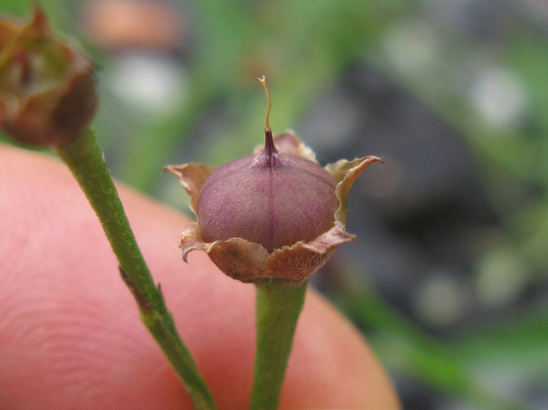 Pinkflower Bindweed photo 7