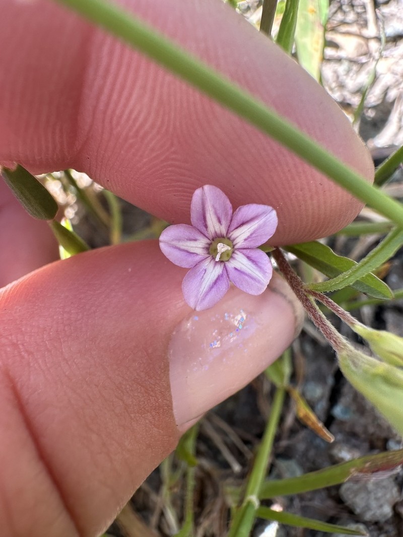 Convolvulus simulans