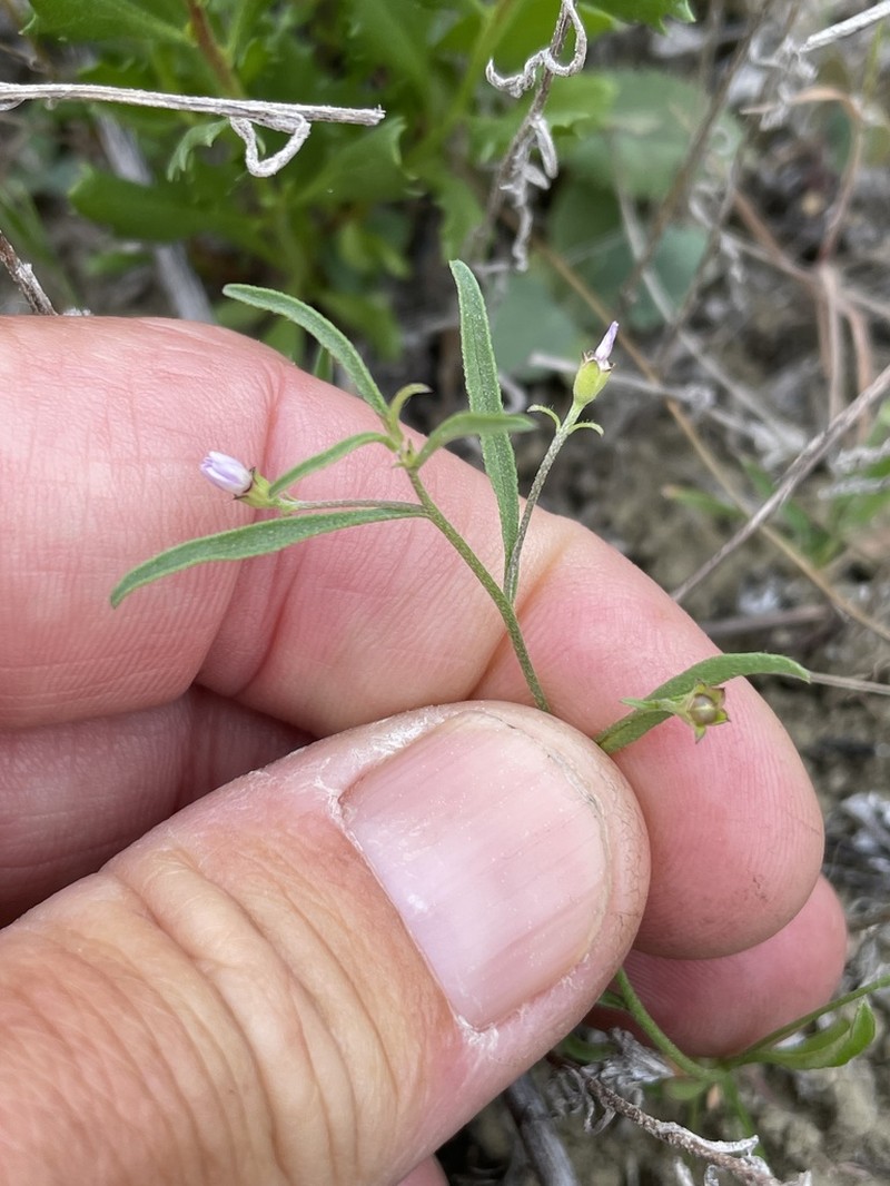 Convolvulus simulans photo 2