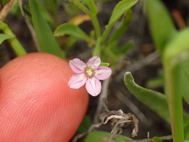Convolvulus simulans photo 3