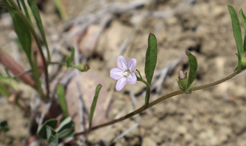 Convolvulus simulans photo 4