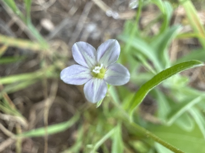 Convolvulus simulans photo 5