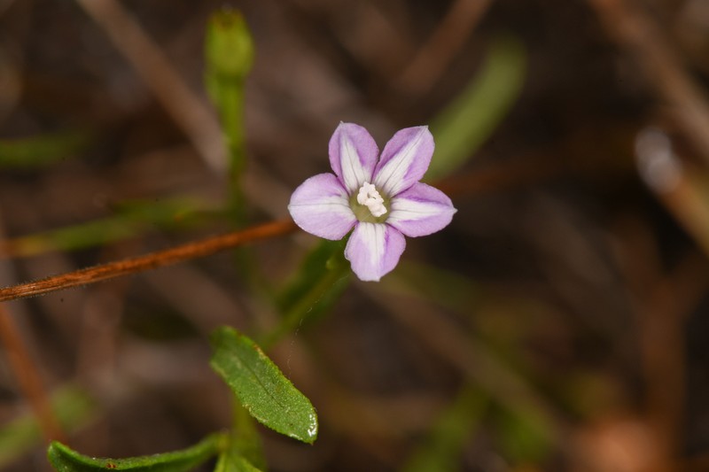 Convolvulus simulans photo 6