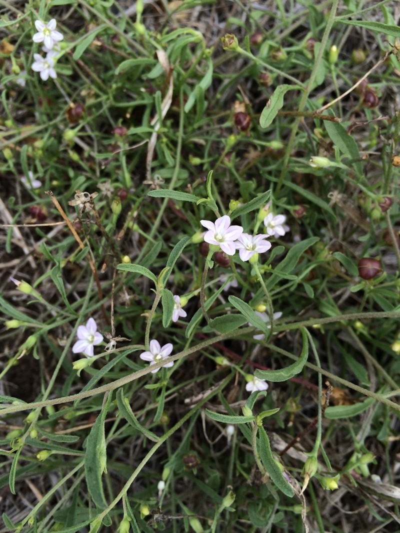 Convolvulus simulans photo 7