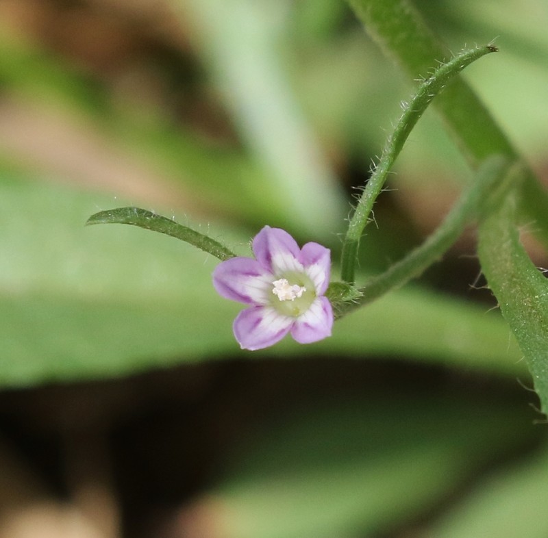 Convolvulus simulans photo 8
