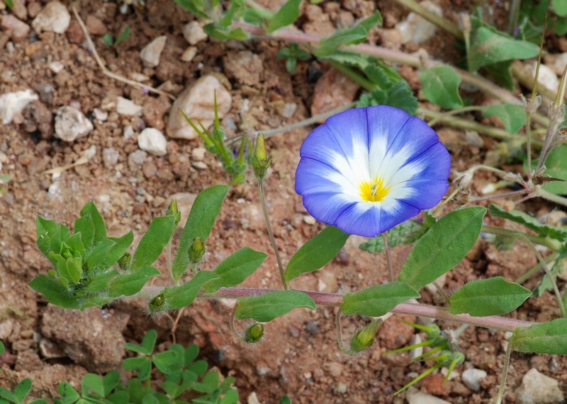 Dwarf Morning-Glory