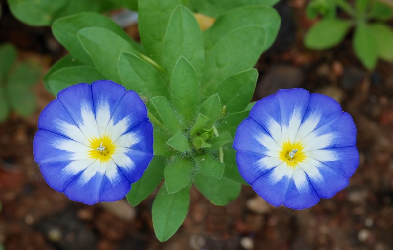 Dwarf Morning-Glory photo 5