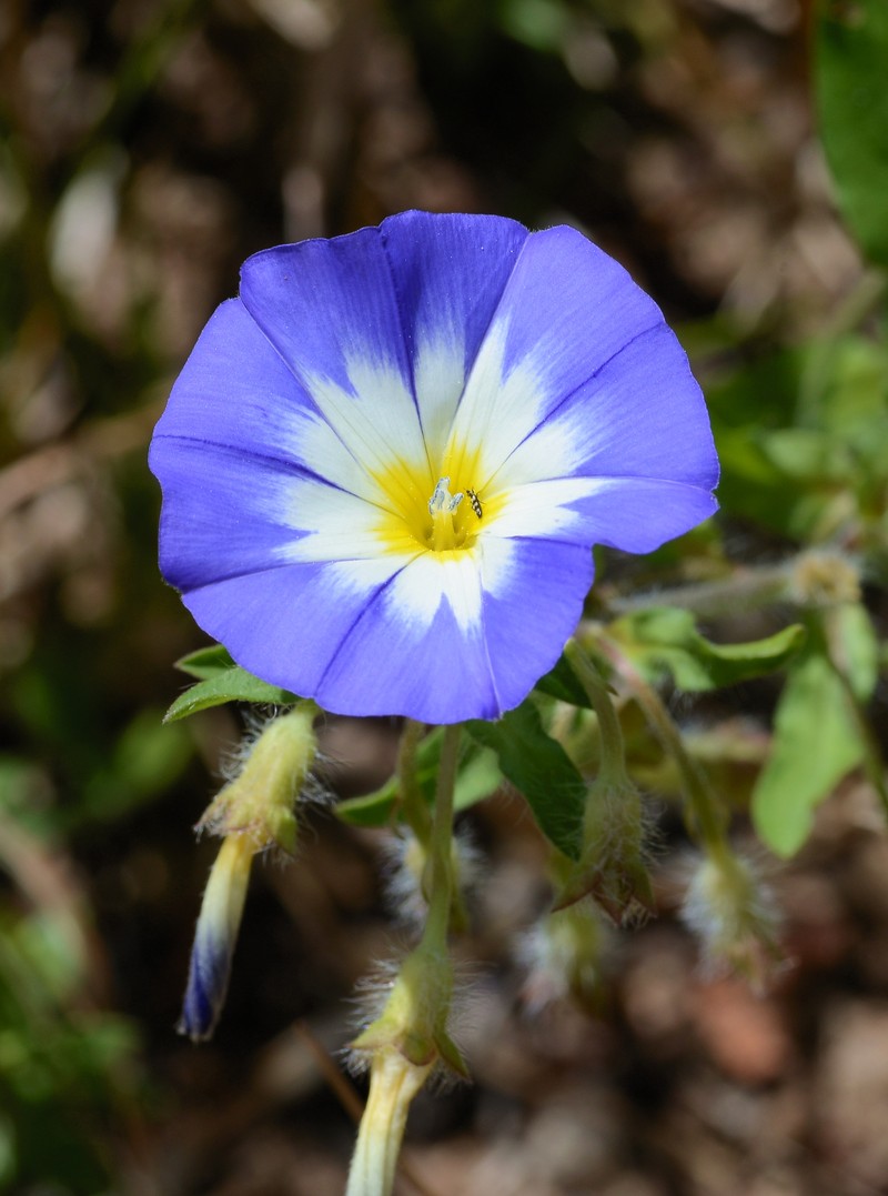 Dwarf Morning-Glory photo 6