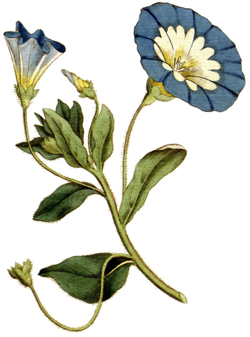 Dwarf Morning-Glory photo 2