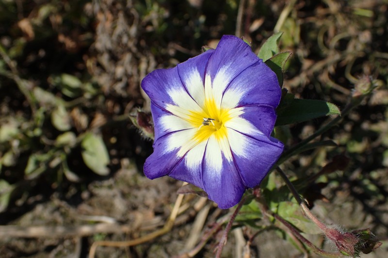 Dwarf Morning-Glory photo 3