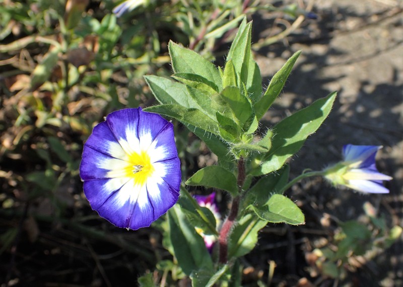 Dwarf Morning-Glory photo 4