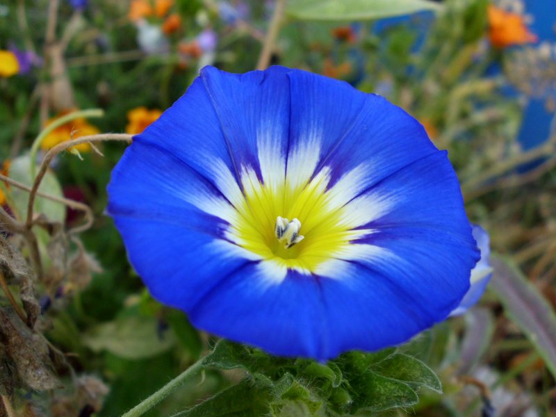 Dwarf Morning-Glory photo 8