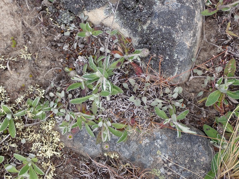Convolvulus verecundus f. verecundus