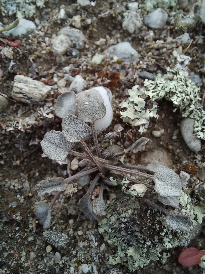 Convolvulus verecundus f. verecundus photo 2