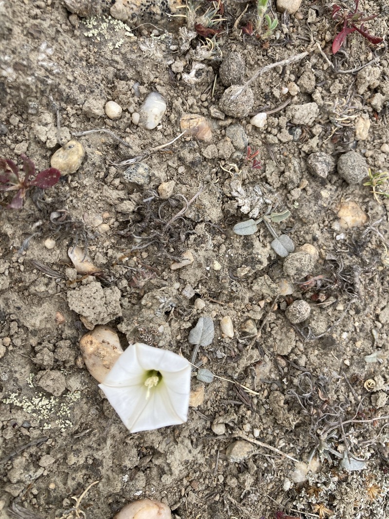 Convolvulus verecundus f. verecundus photo 3