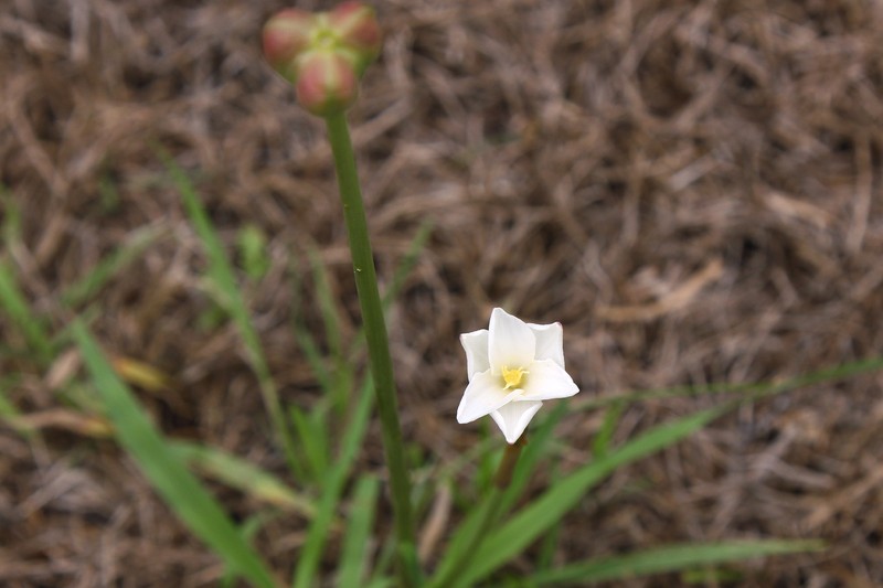 Evening Rainlily photo 2