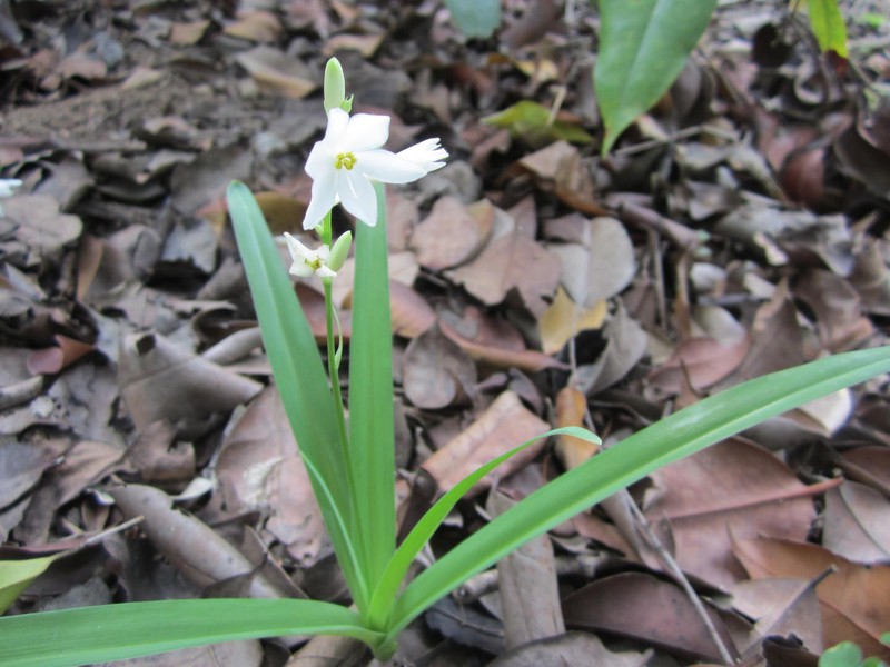 Evening Rainlily photo 3