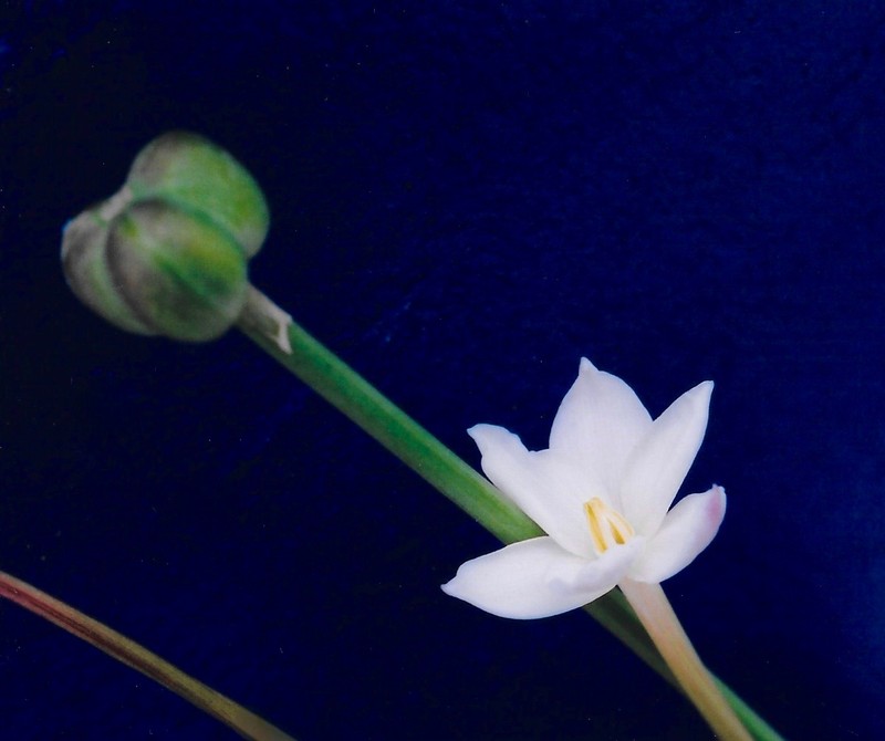 Evening Rainlily photo 4
