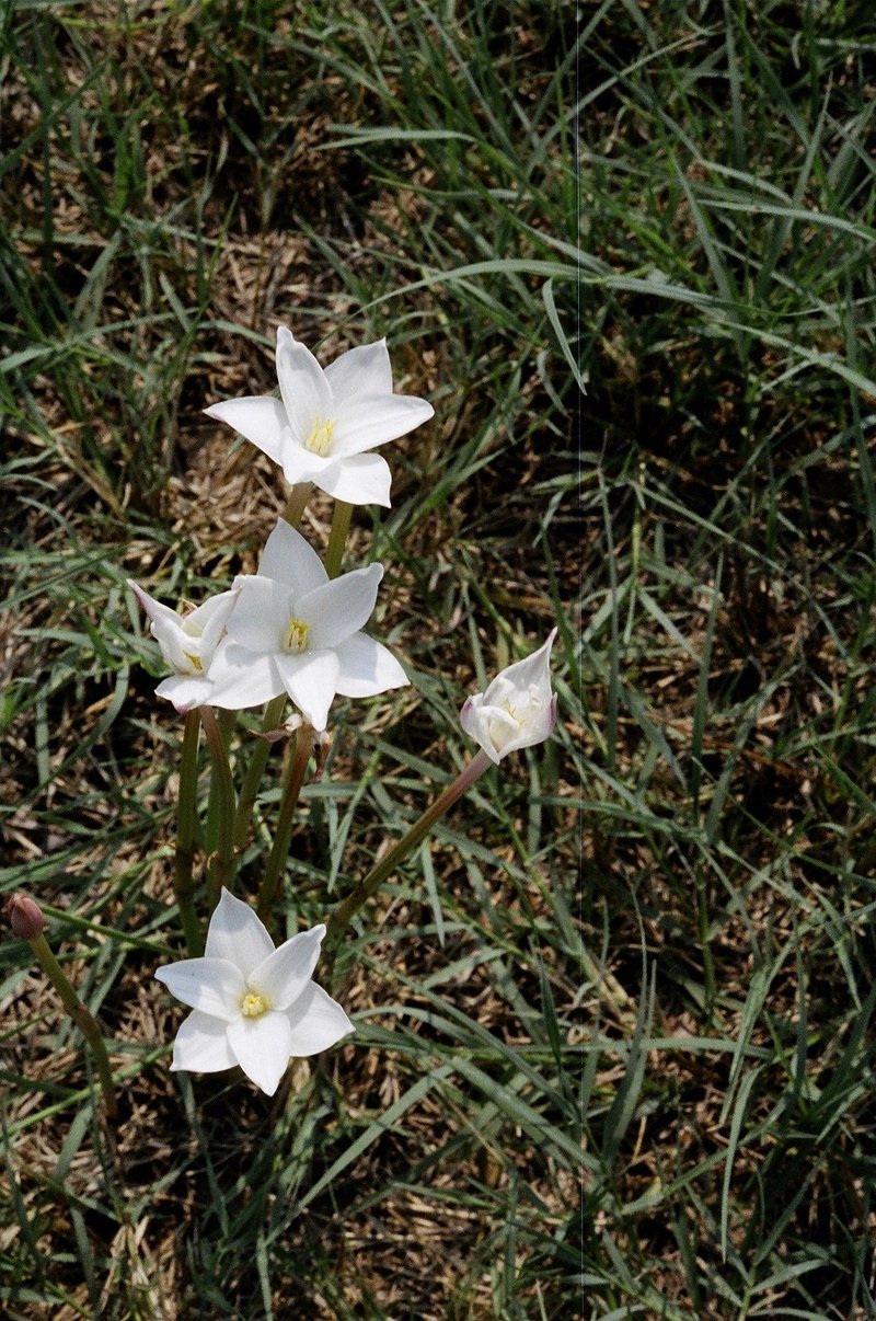 Evening Rainlily photo 5