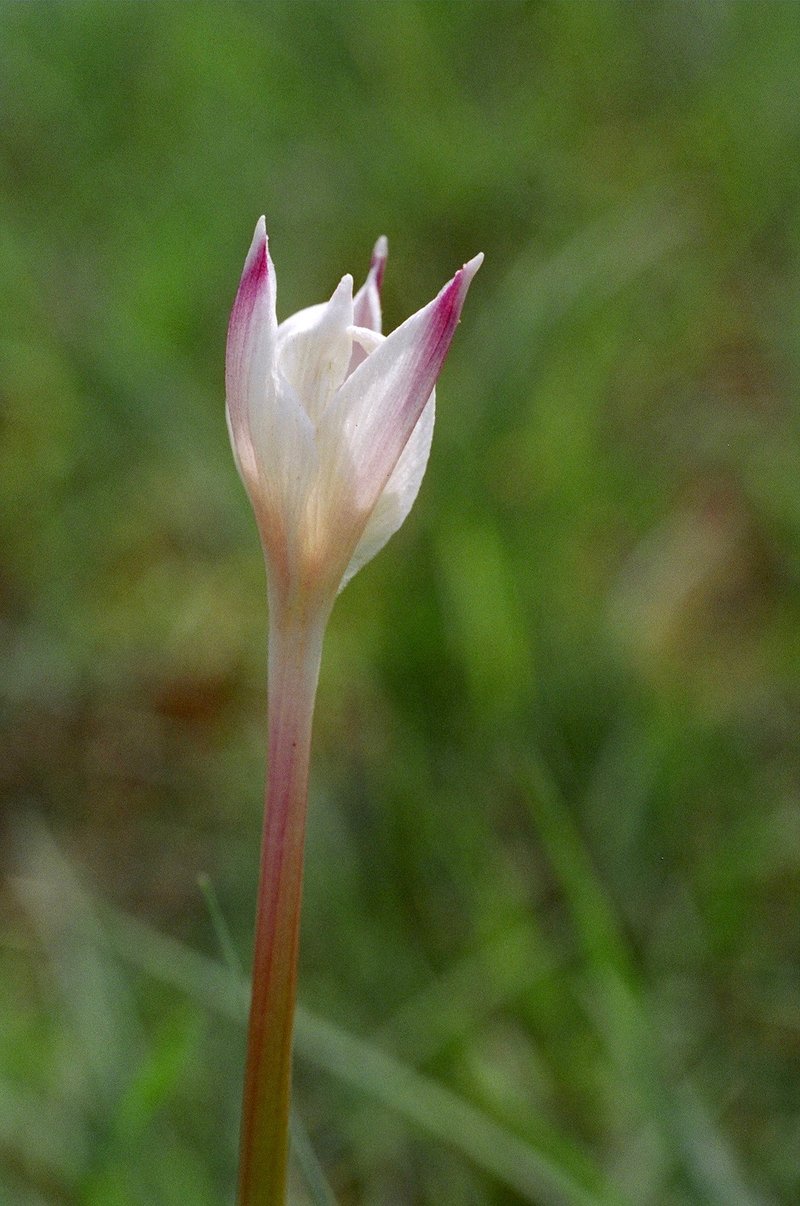 Evening Rainlily photo 6