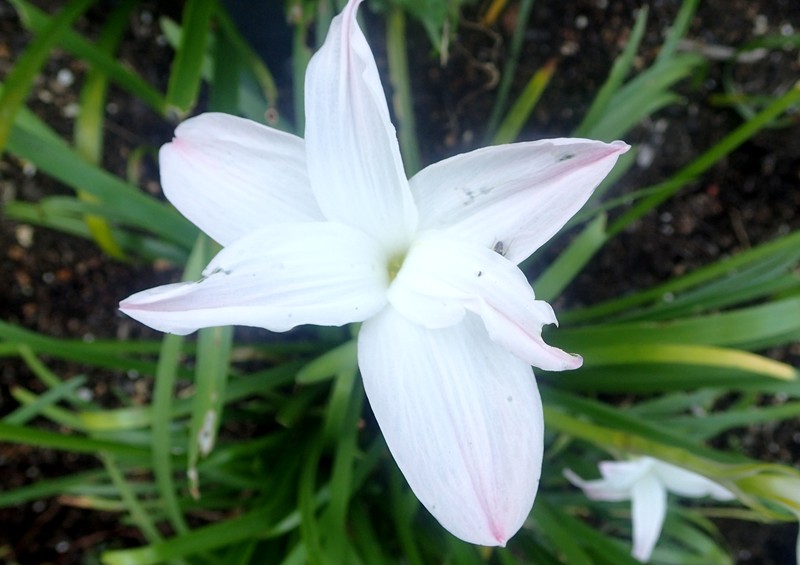 Jones' Rainlily photo 2