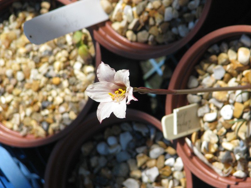 Prairie Lily photo 3