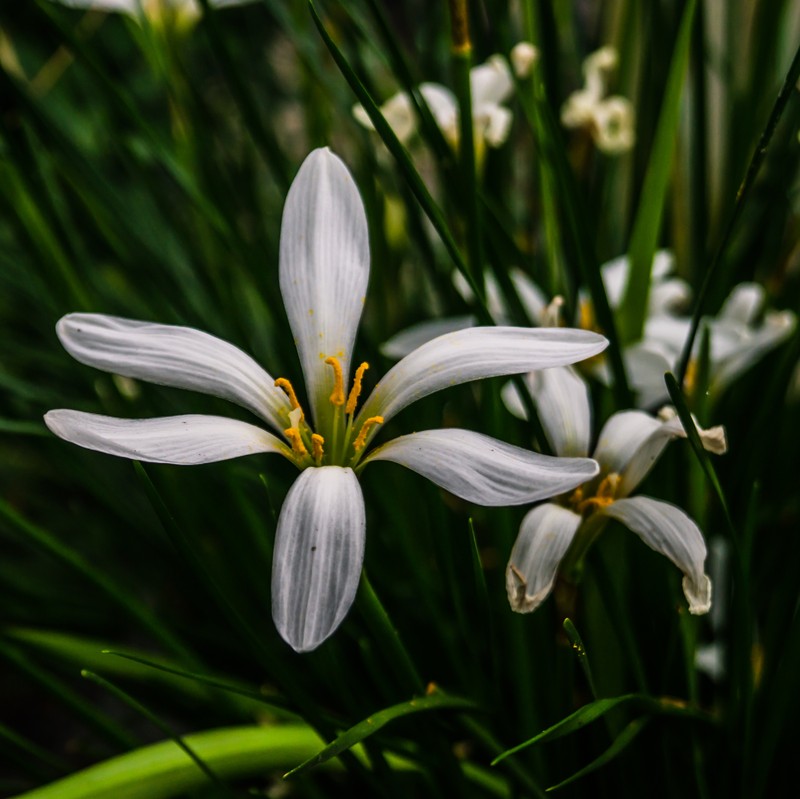 Prairie Lily photo 4