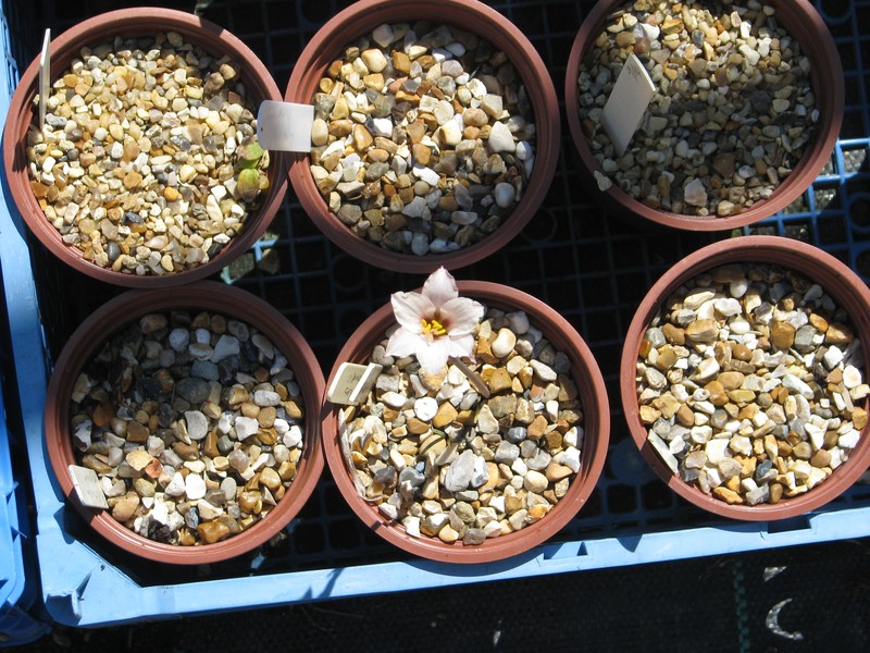 Prairie Lily photo 2