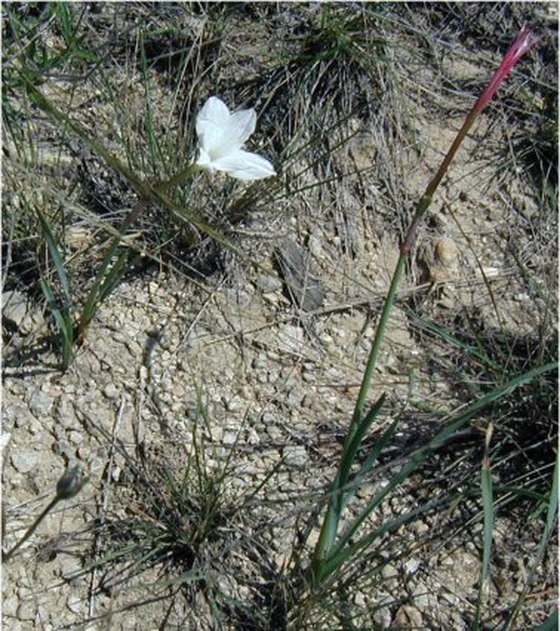 Prairie Lily photo 5