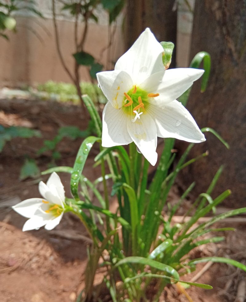 Prairie Lily photo 6