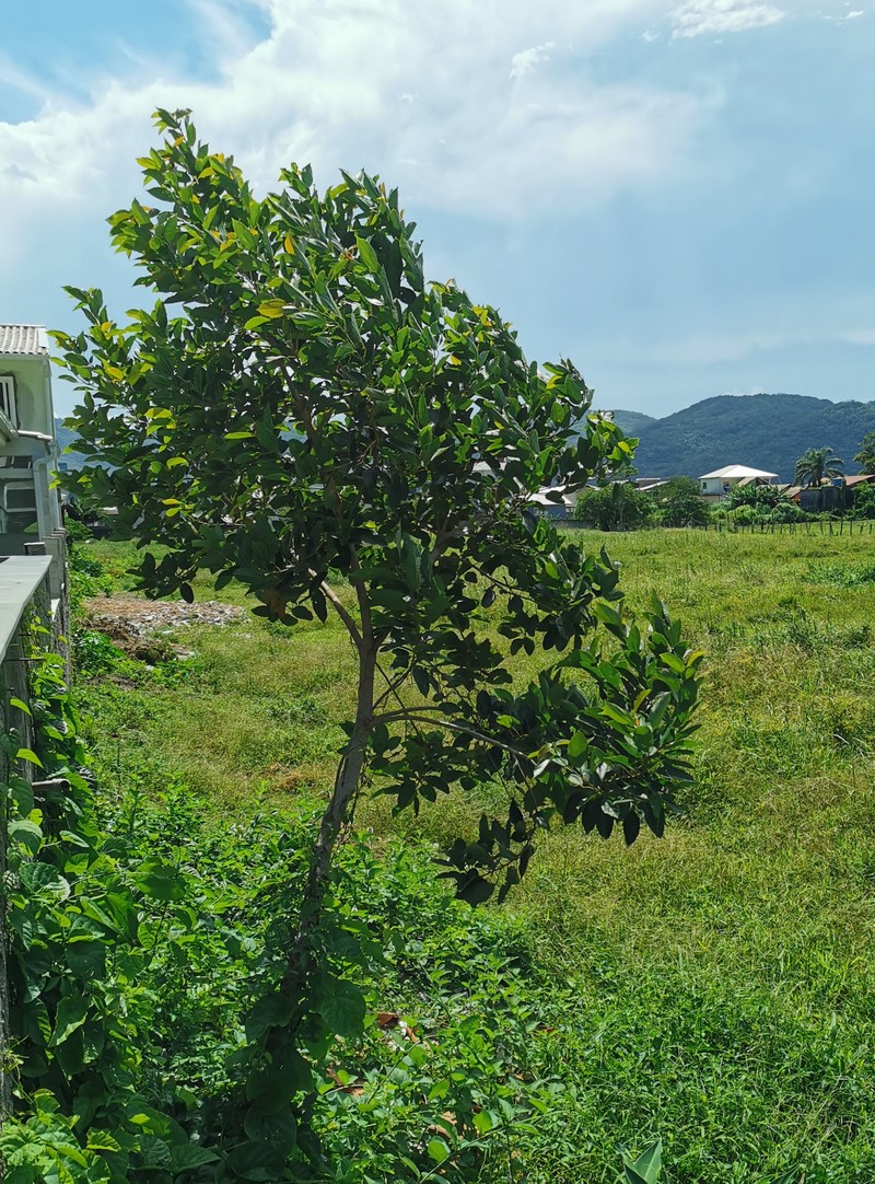 Copaiba photo 4