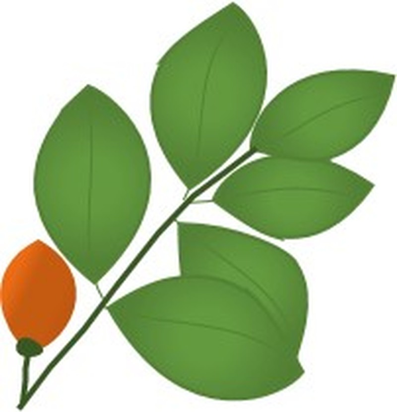 Copaiba photo 5