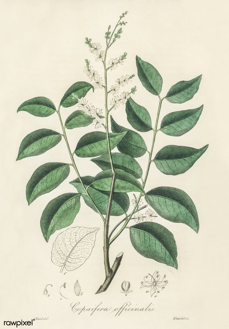 Copaiba photo 6