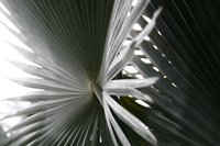 Carnauba Wax Palm