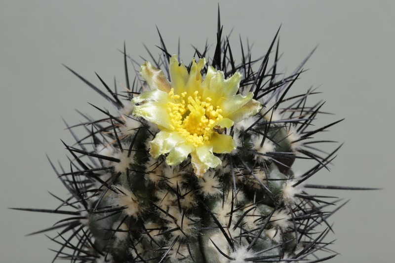 Copiapoa algarrobensis