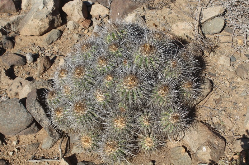 Copiapoa armata photo 2