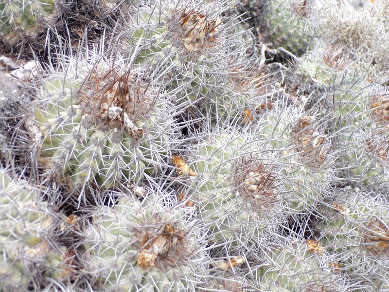 Copiapoa armata photo 4