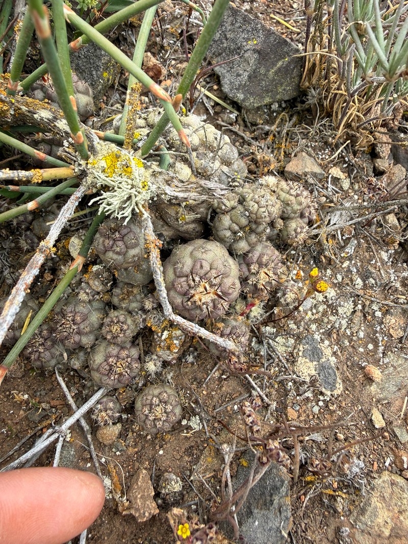 Copiapoa australis photo 2