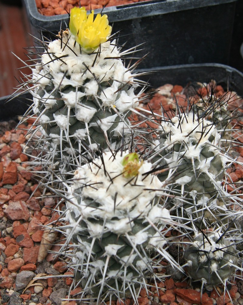 Copiapoa australis