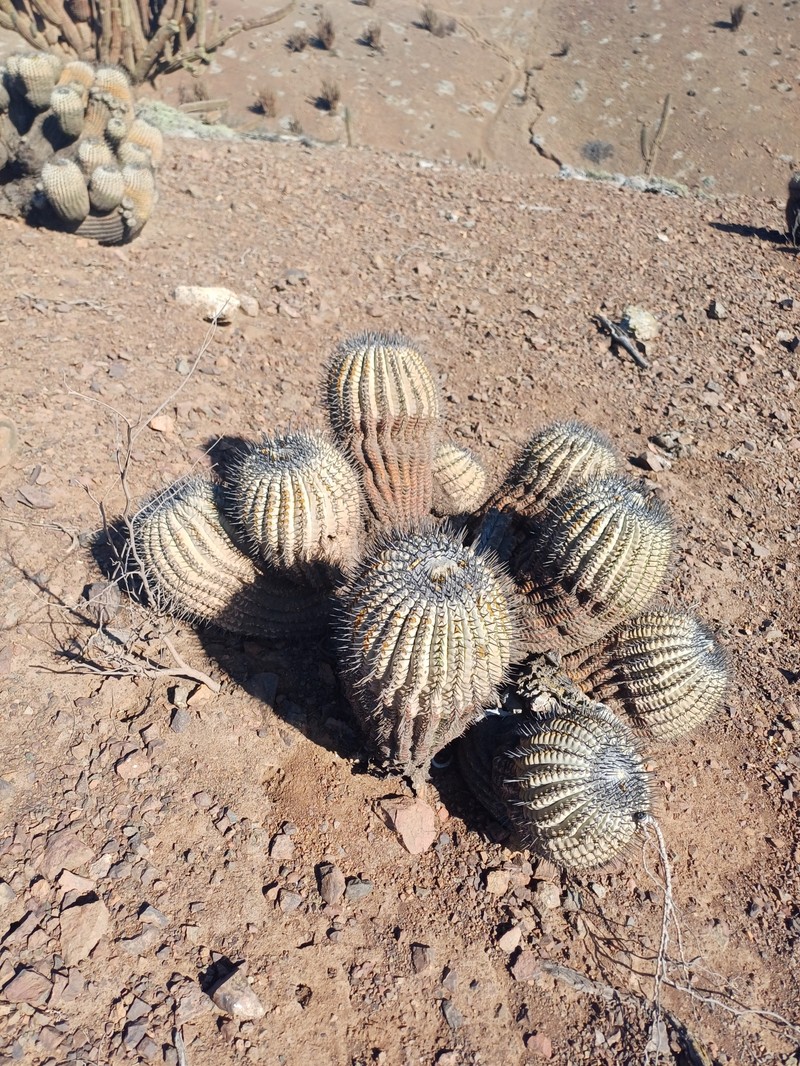 Copiapoa cinerea subsp. cinerea