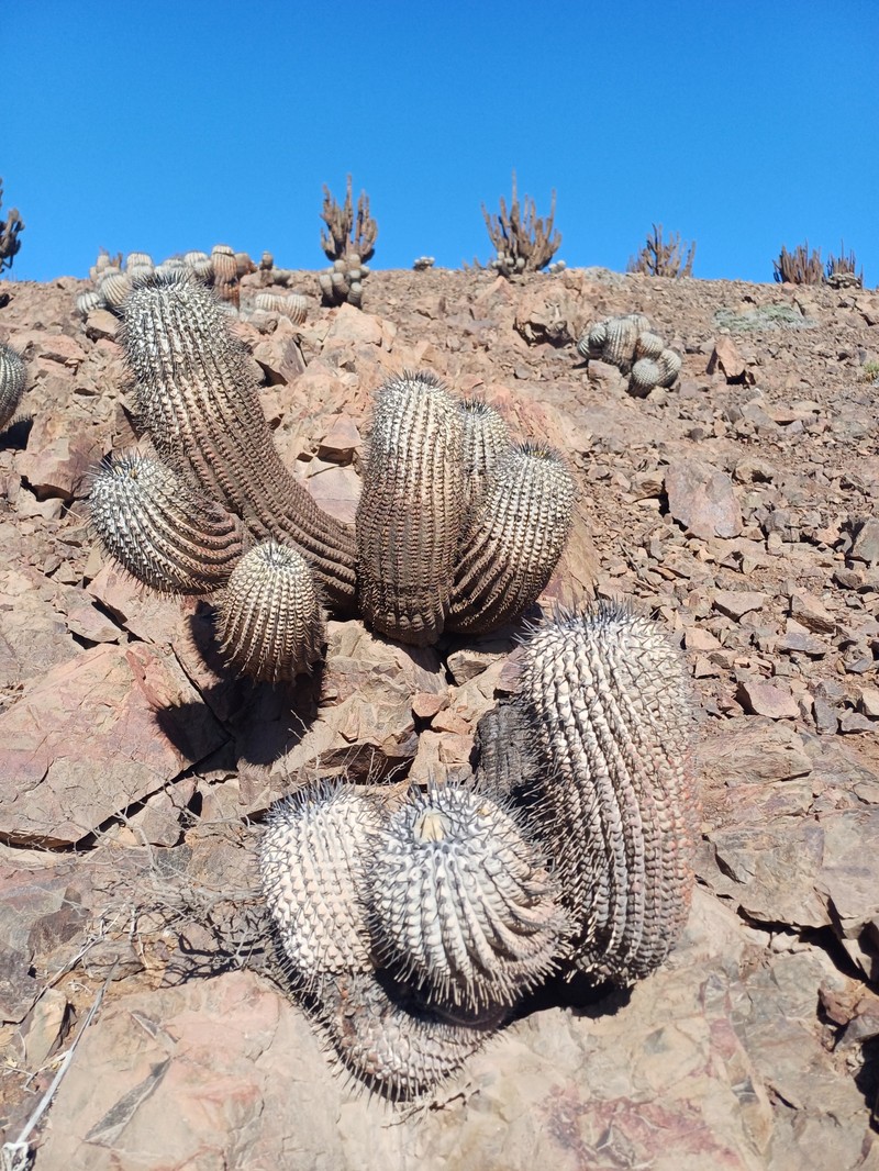 Copiapoa cinerea subsp. cinerea photo 2