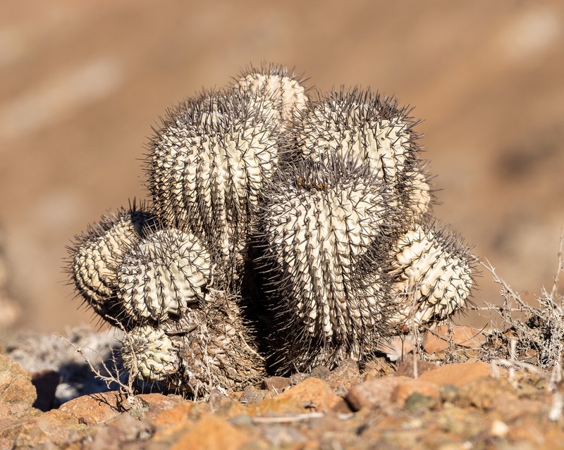 Copiapoa cinerea subsp. cinerea photo 3