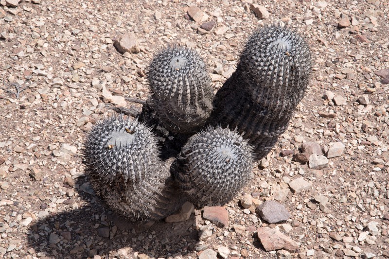 Copiapoa cinerea subsp. cinerea photo 4