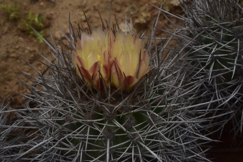 Copiapoa coquimbana subsp. coquimbana
