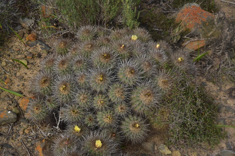 Copiapoa coquimbana subsp. coquimbana photo 2